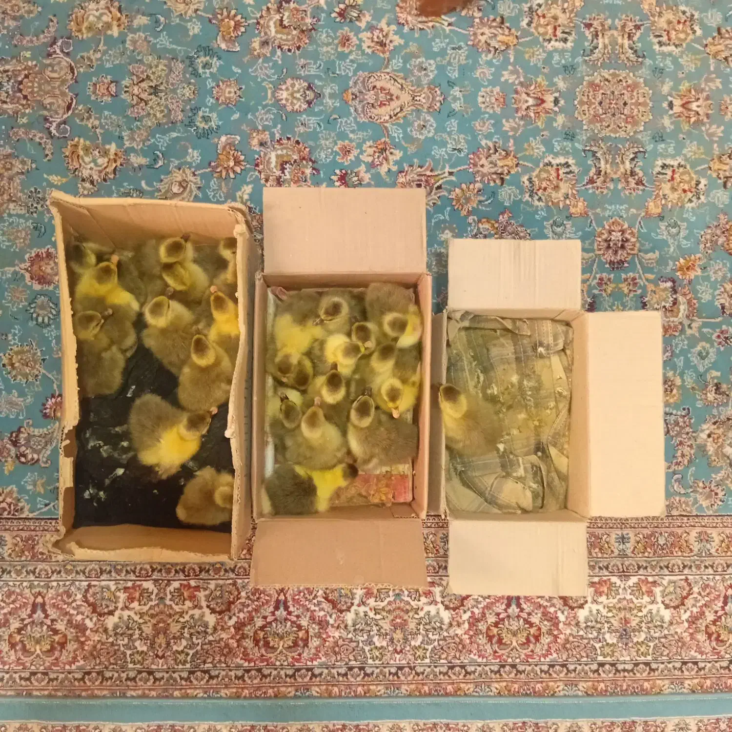 جوجه غاز|حیوانات مزرعه|گلوگاه بابل (گلیا), |دیوار