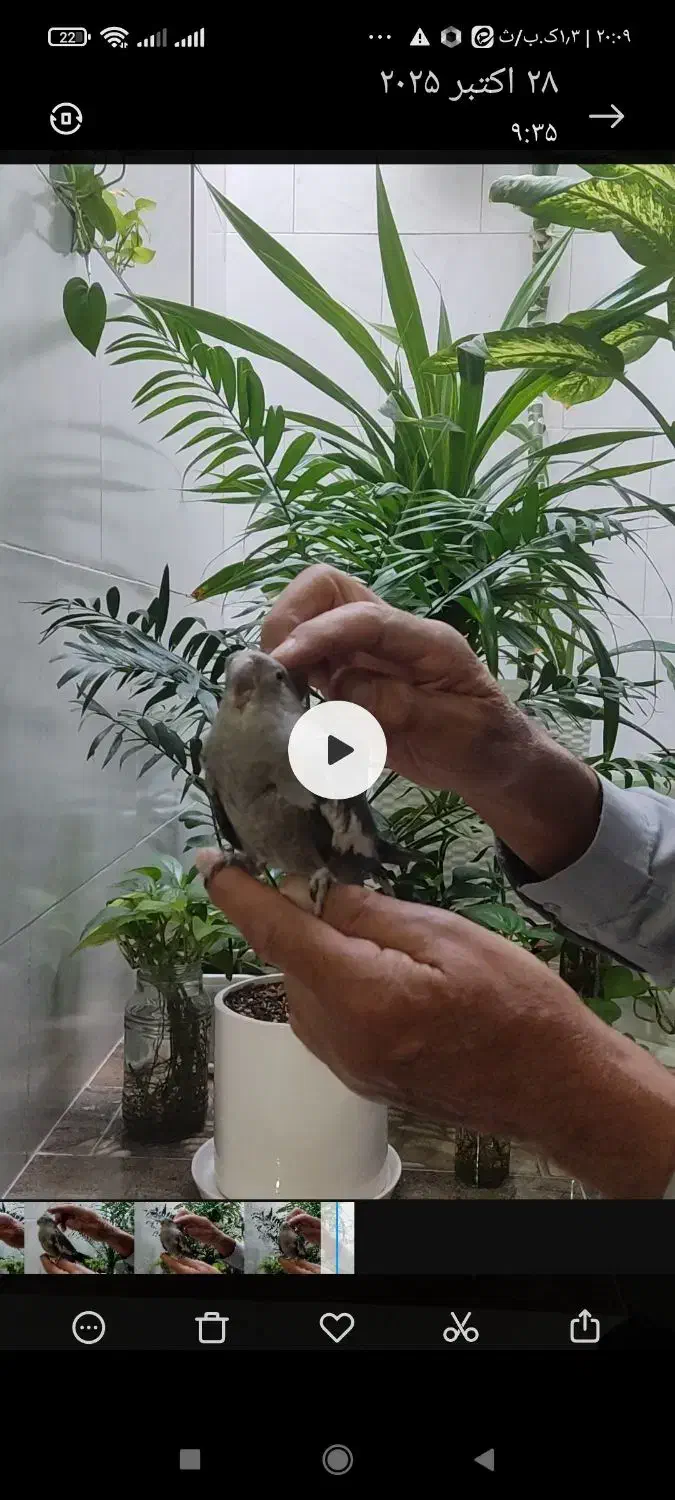 یک جفت عروس هلندی|پرنده|شاهین‌شهر, خانه کارگر|دیوار