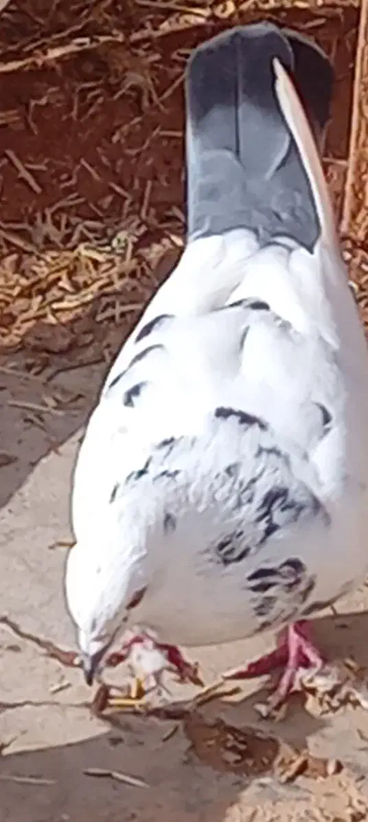 گمشده|حیوانات|مسجد سلیمان, |دیوار