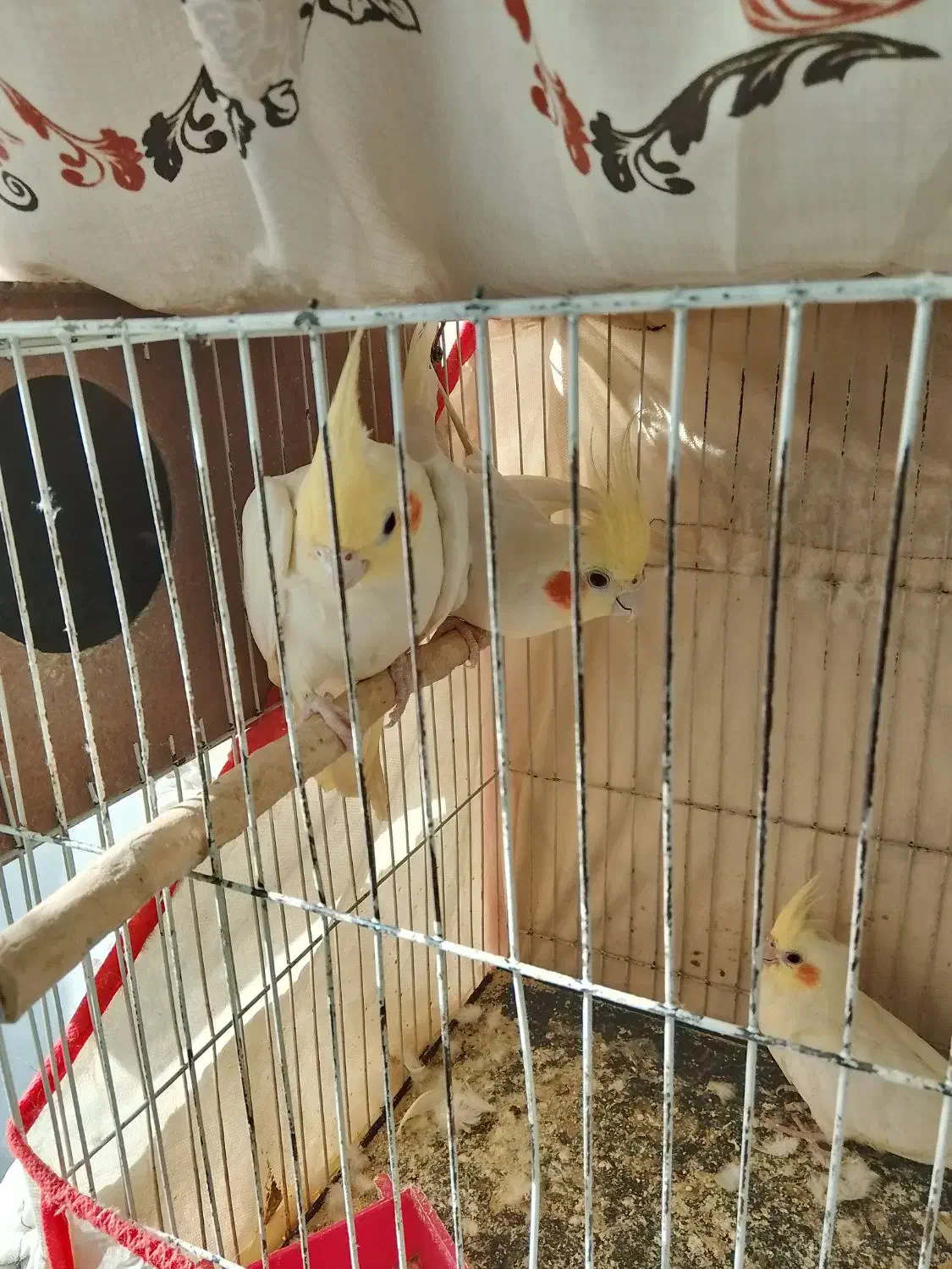 عروس هلندی|پرنده|مشهد, کوی المهدی|دیوار