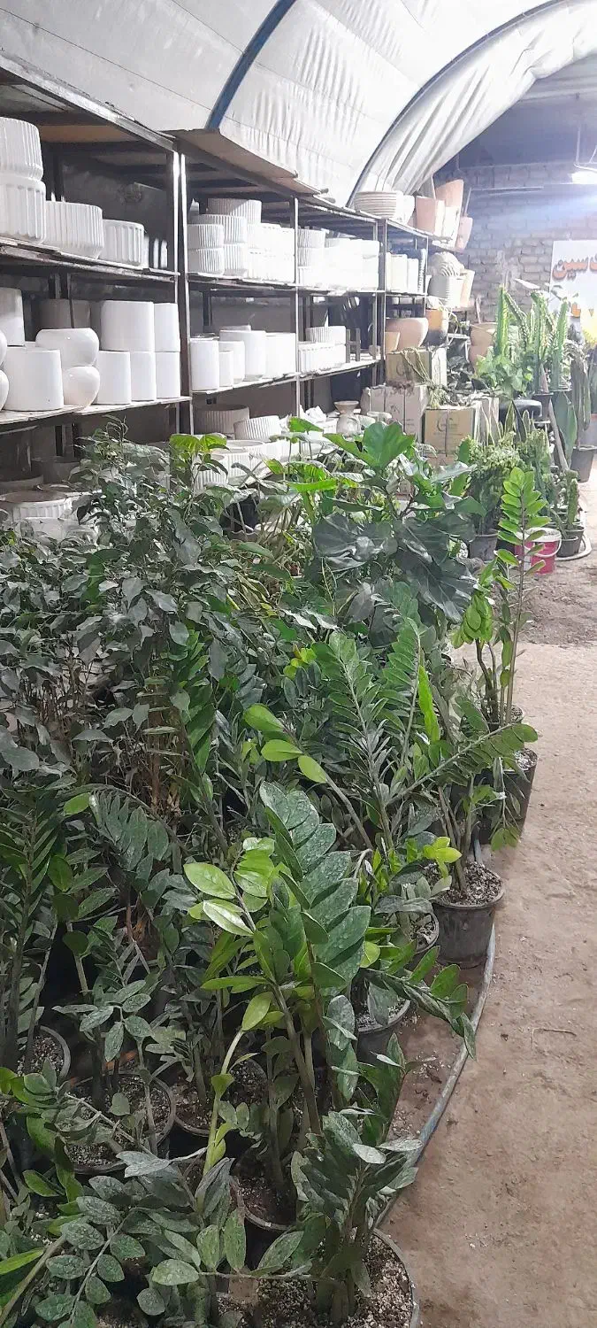 گل وگلدان|گل و گیاه طبیعی|مشهد, رده|دیوار