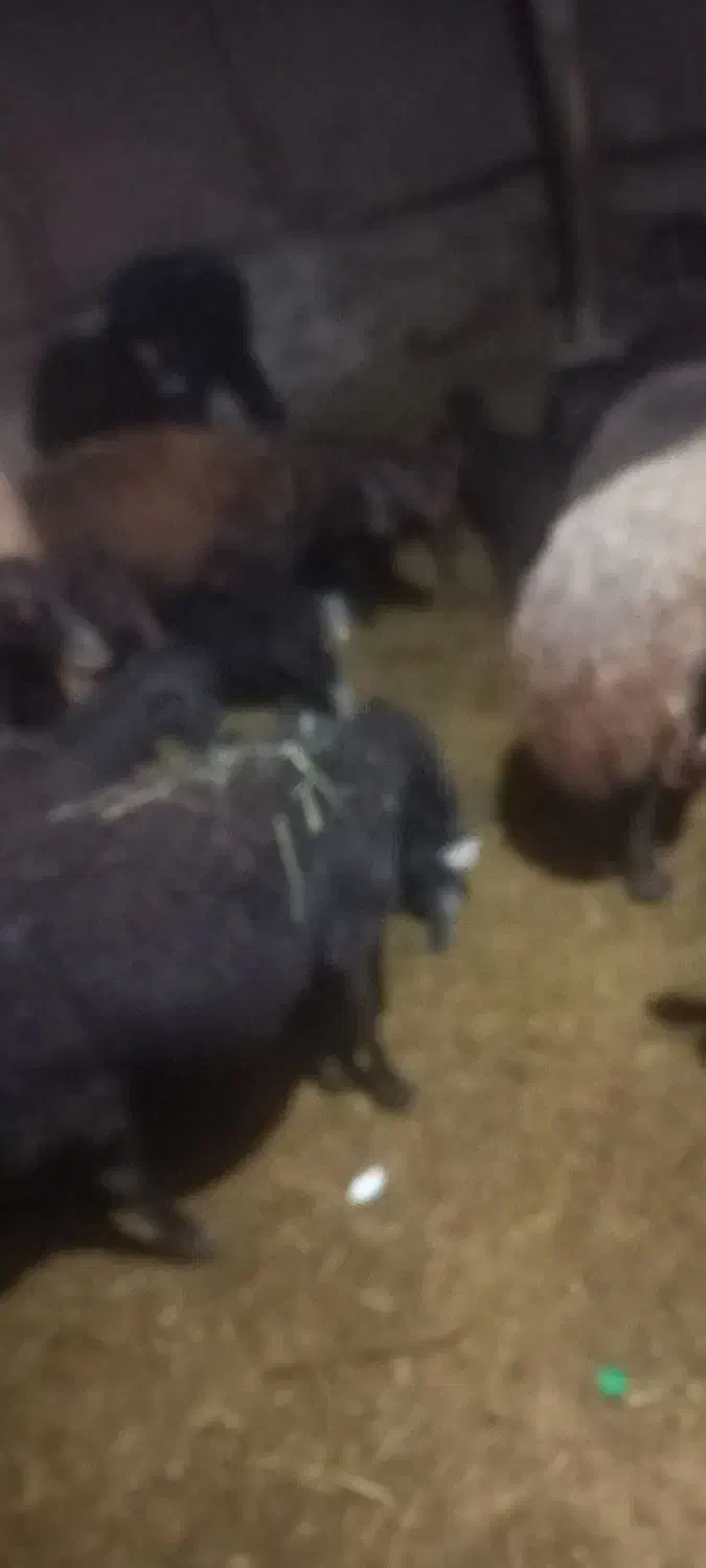 میش 47راس|حیوانات مزرعه|باروق, |دیوار