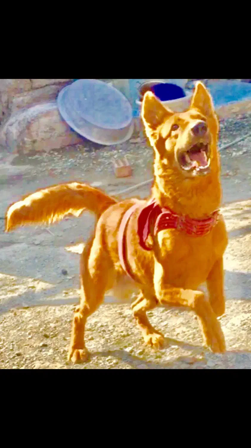 سگ ژرمن شپرد|سگ|کهنوج, |دیوار