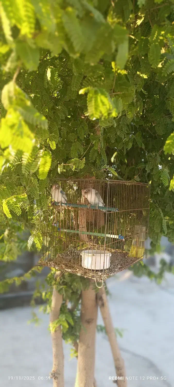 طوطی کوتوله|پرنده|بندرعباس, |دیوار