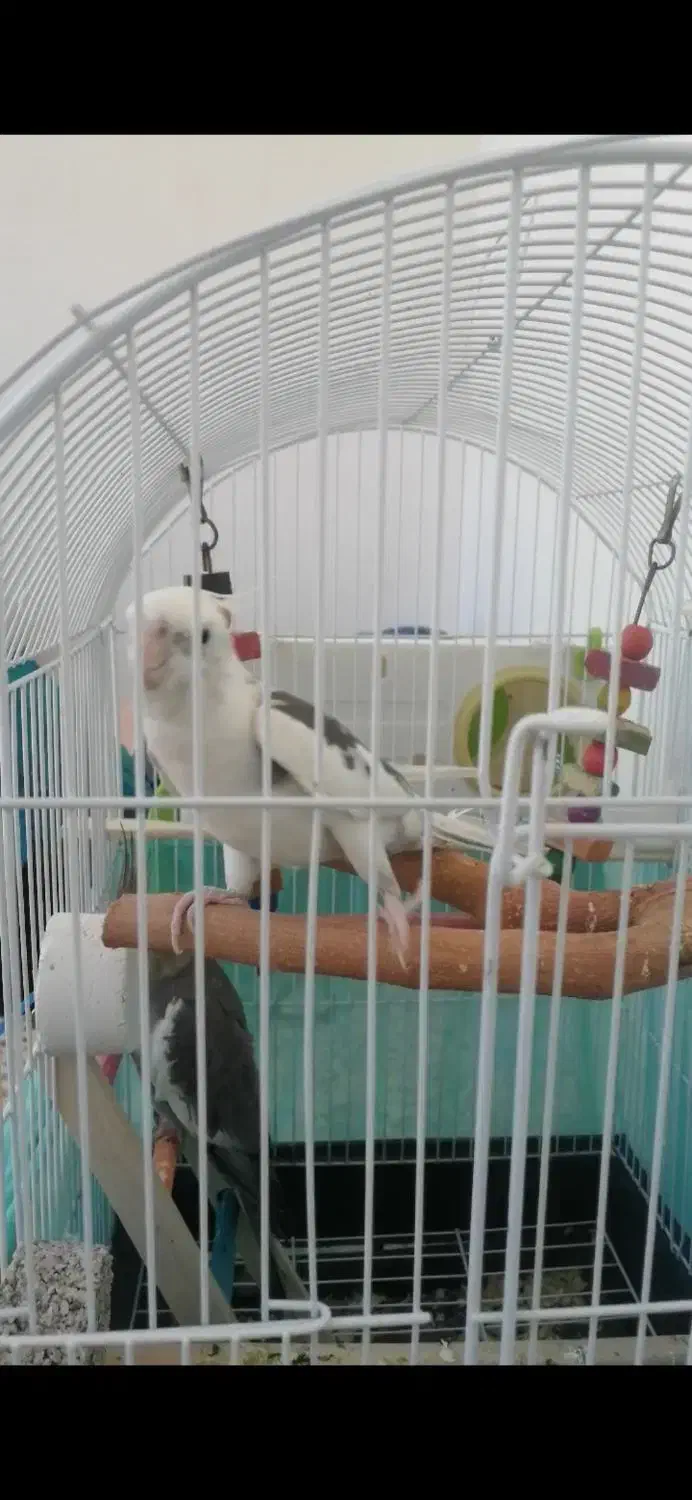 عروس سخنگو|پرنده|قرچک, مهدیه|دیوار