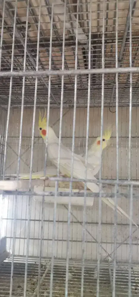 فروش پرنده طوطیسان|پرنده|رشت, احمد گوراب|دیوار