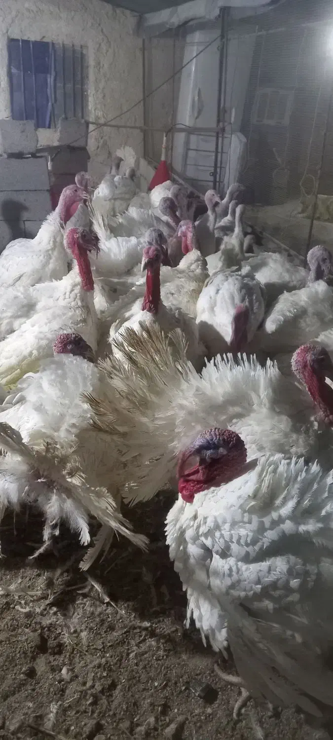 بوقلمون گوشتی|حیوانات مزرعه|سراوان, |دیوار