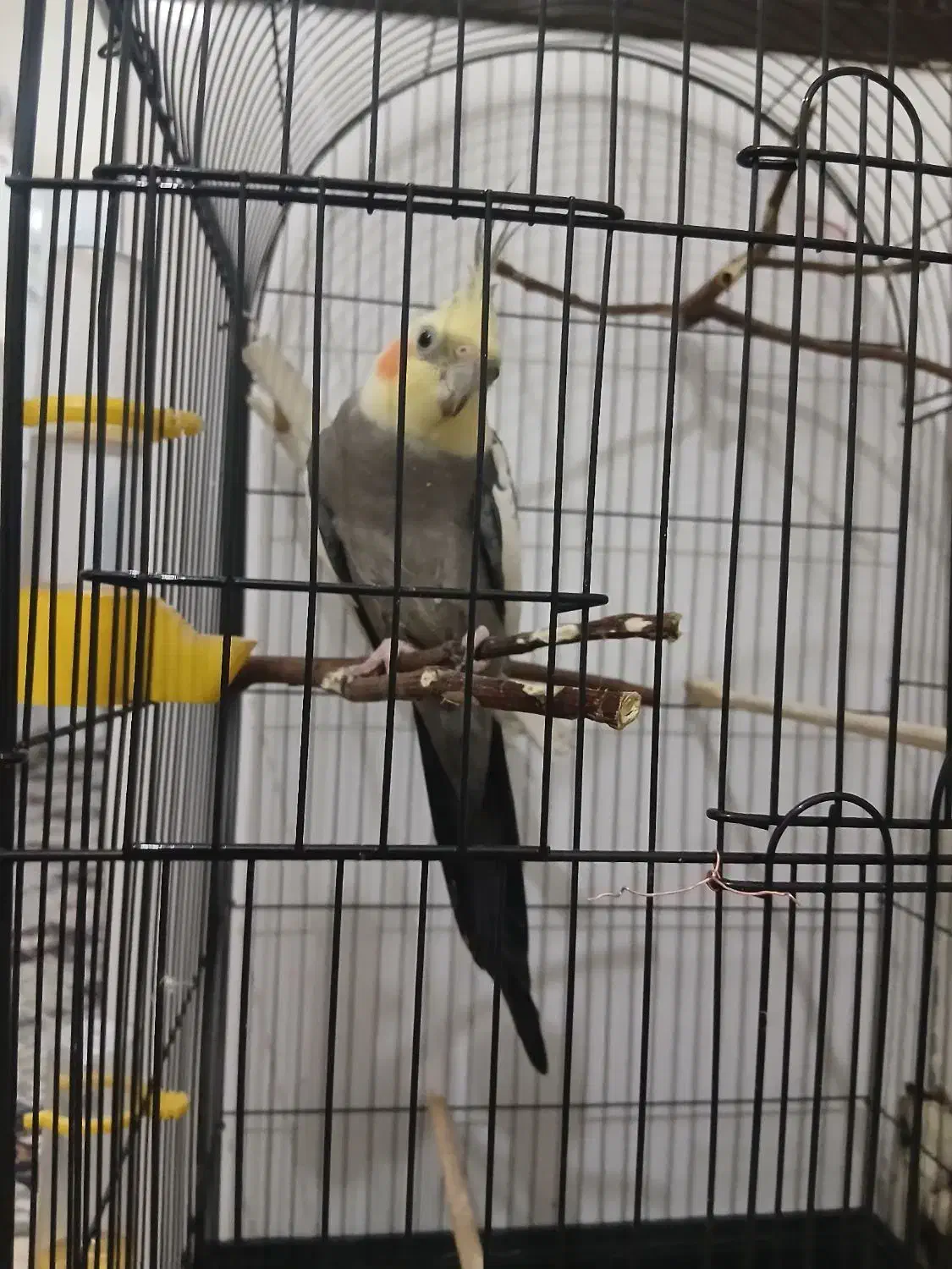 عروس نر سخنگو|پرنده|قم, ولیعصر|دیوار