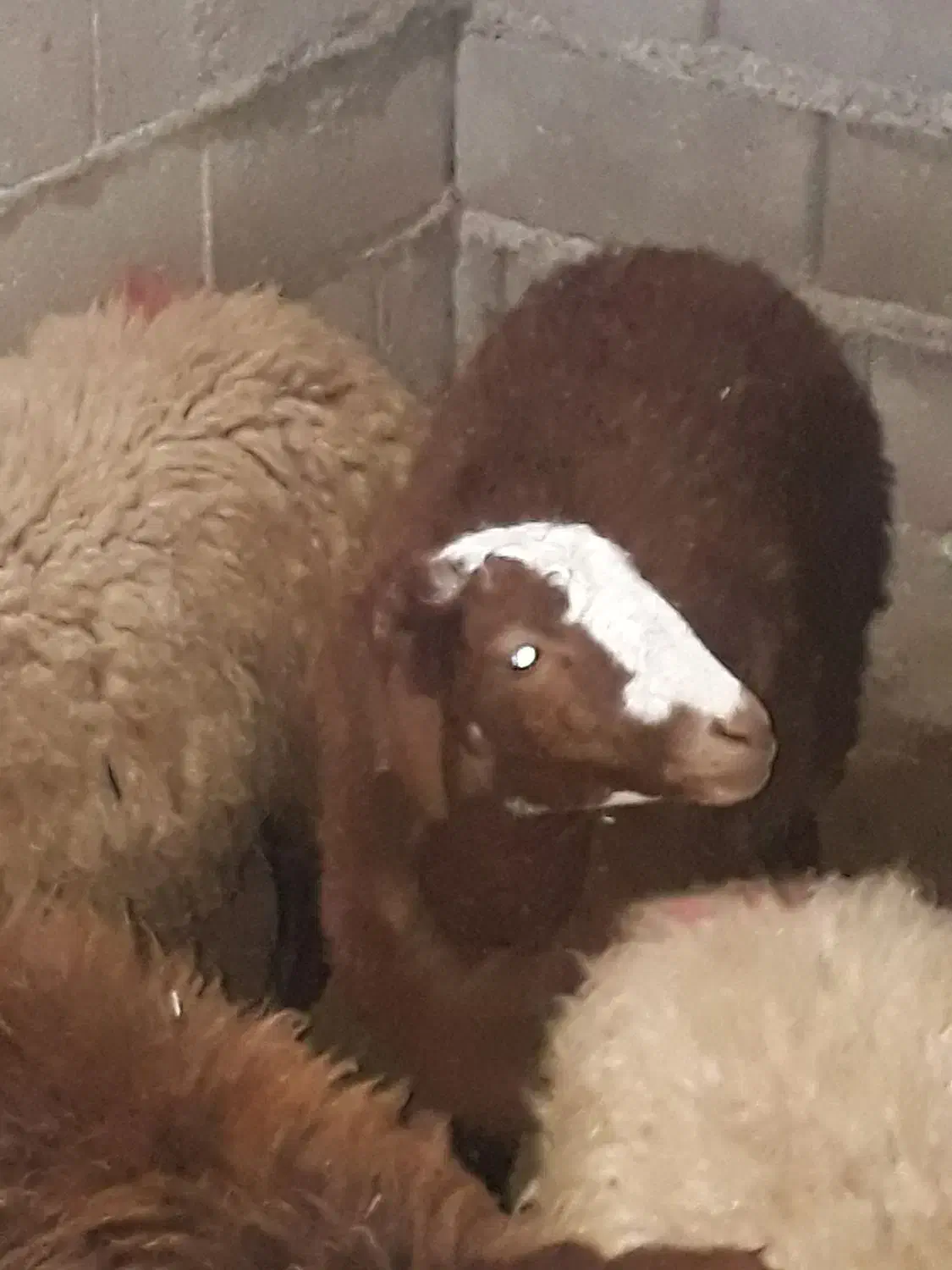 بره چاق.افشار|حیوانات مزرعه|آزادشهر, |دیوار