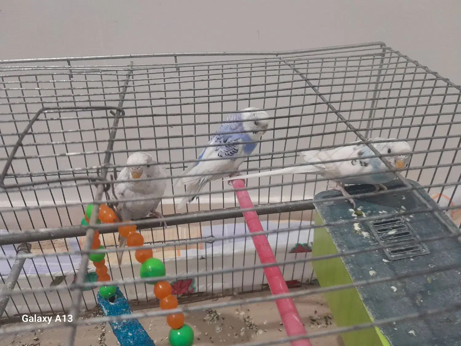 2عدد مرغ عشق نر و1عدد ماده به فروش میرسد|پرنده|سراب, |دیوار