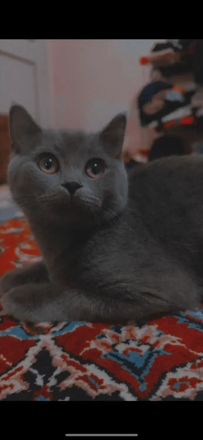 گریه اسکاتیش نر|گربه|یزد, |دیوار