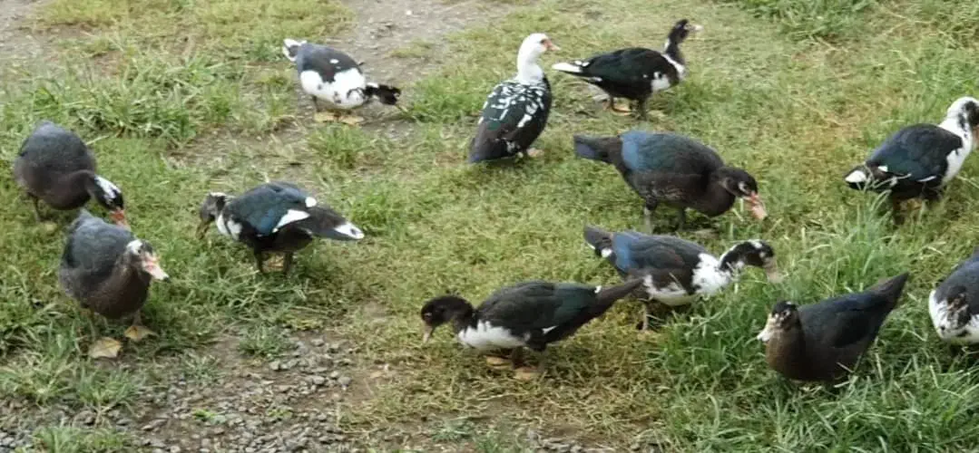 فروش اردک اسرائیلی در تالش|حیوانات مزرعه|تالش, هشتپر|دیوار