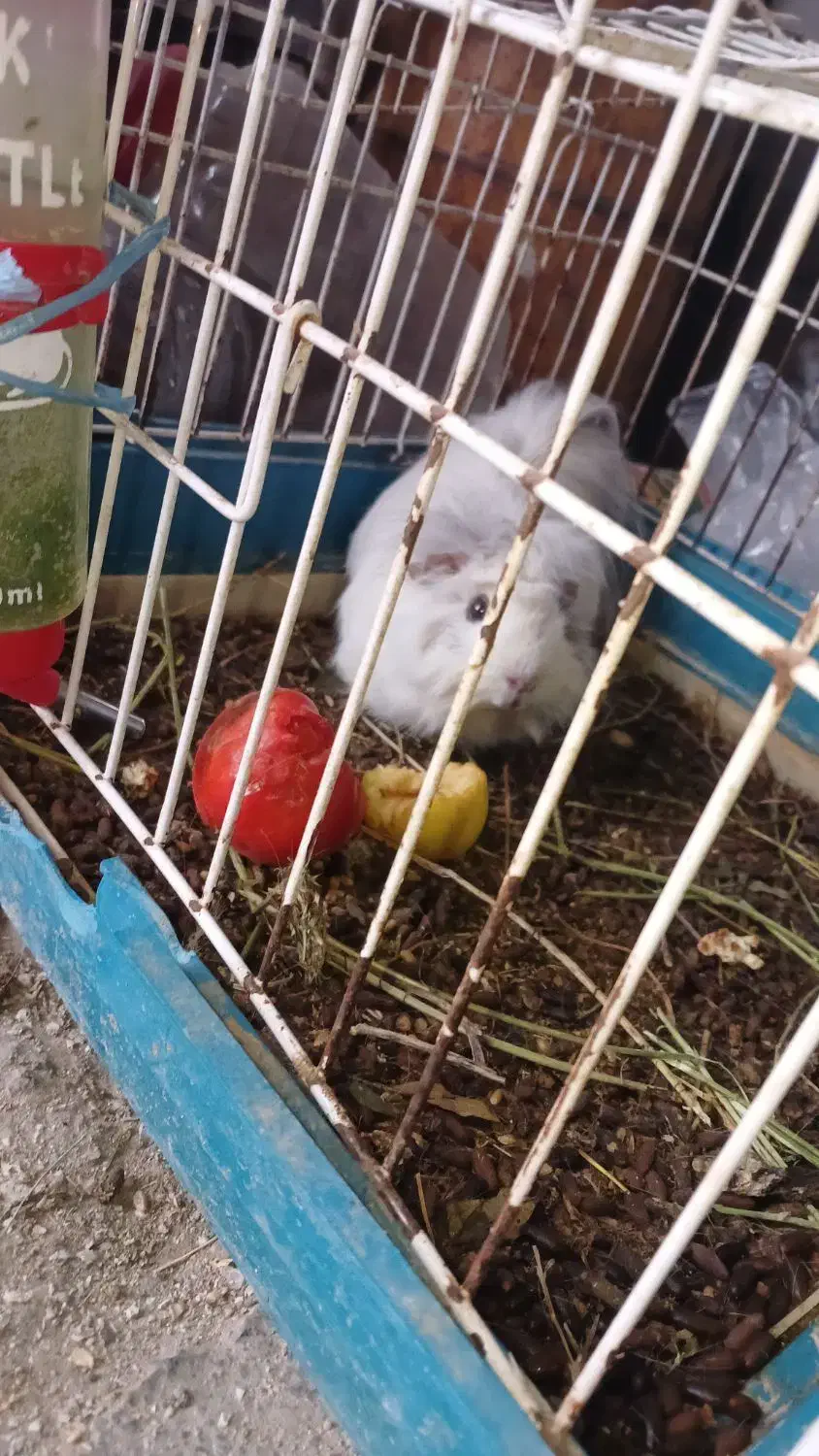 همیستر کامبد|موش و خرگوش|ارومیه, |دیوار