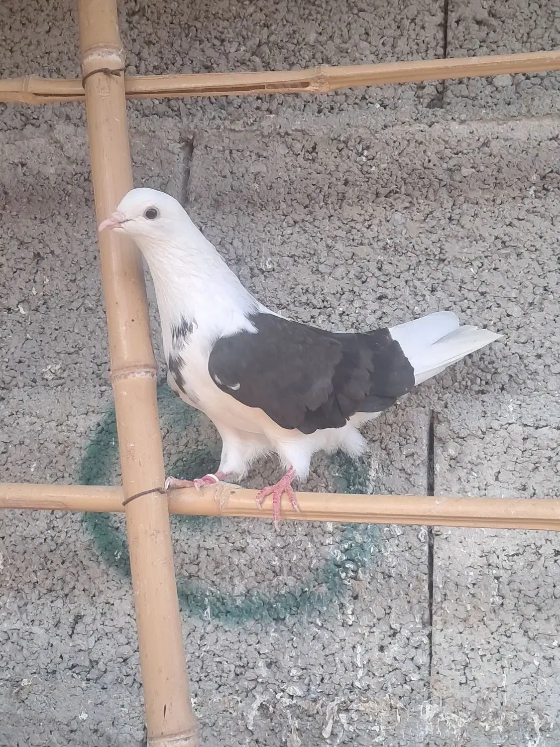 کبوتر نر اث|پرنده|احمدسرگوراب, |دیوار