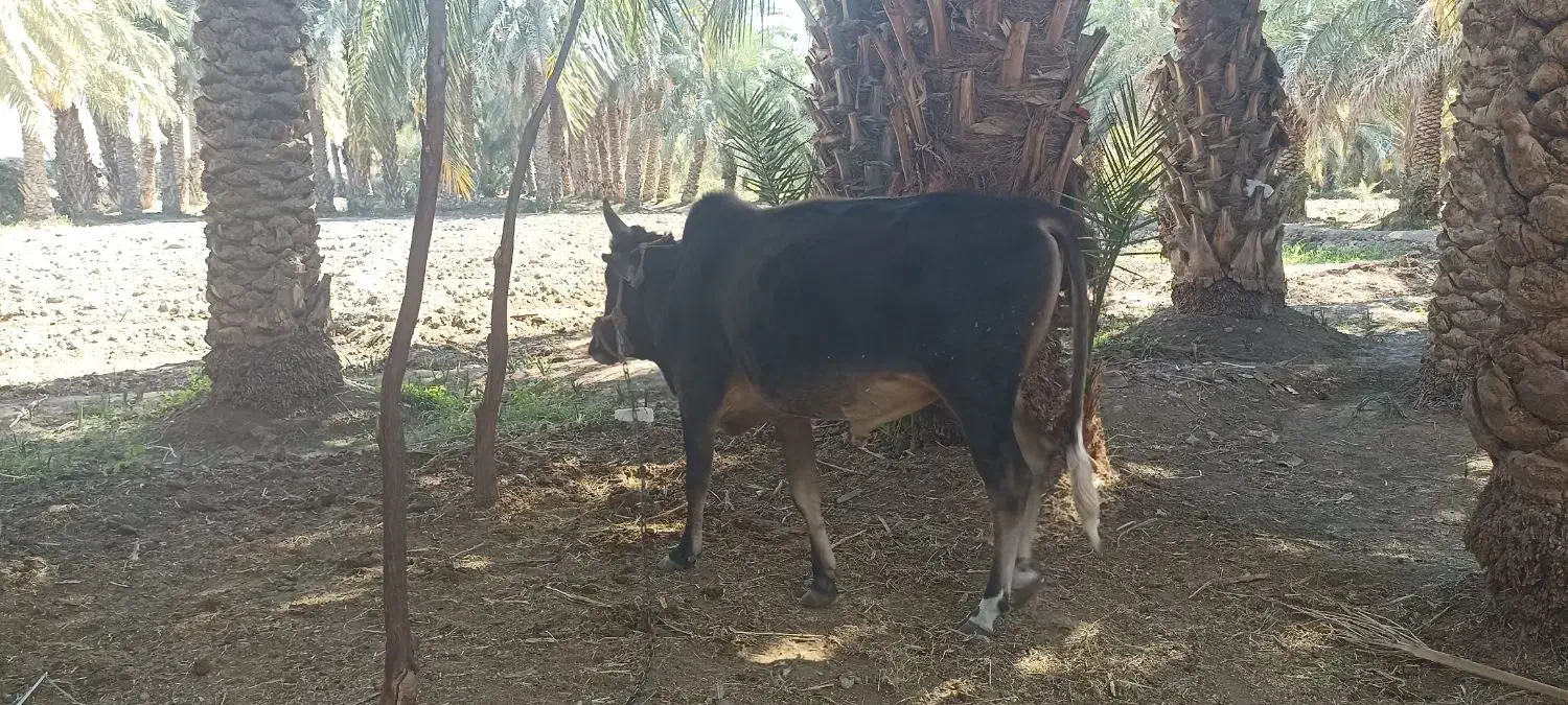 گاو نر فروشی|حیوانات مزرعه|پیپ, |دیوار