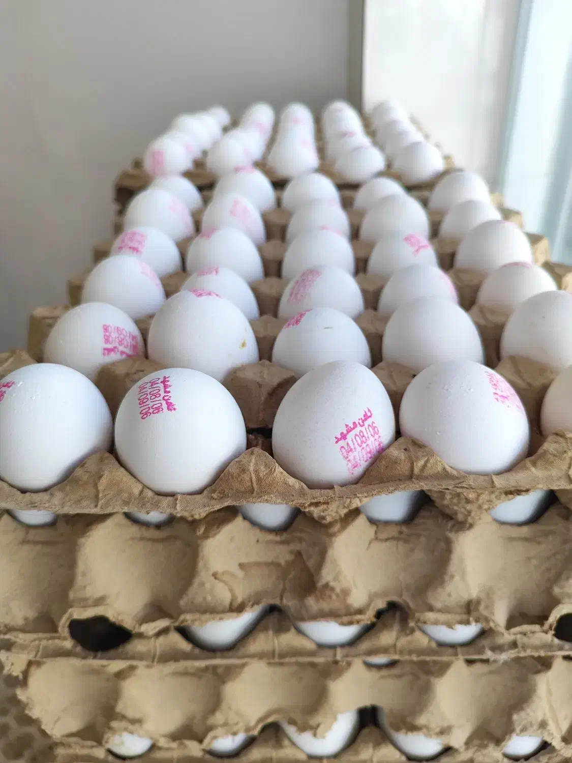 پخش تخم مرغ ثامن|خوردنی و آشامیدنی|مشهد, شهید احمدی روشن|دیوار