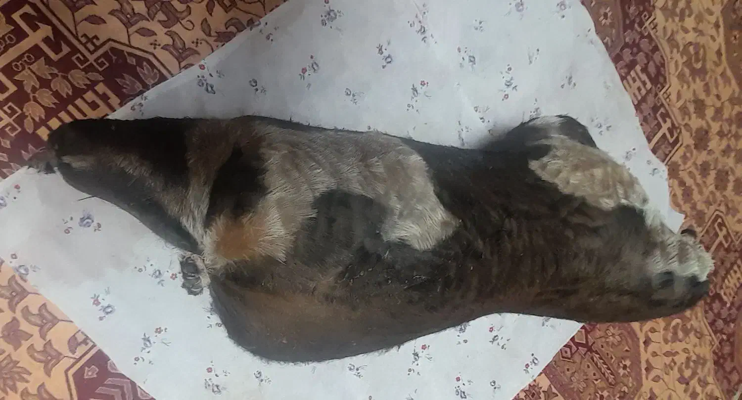 دو عدد هیزه جا روغن|ظروف نگهدارنده، پلاستیکی، یک‌بارمصرف|دورود, |دیوار