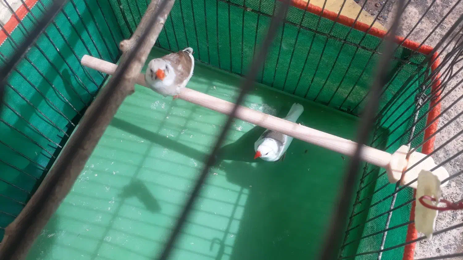 فنچ‌‌مواد|پرنده|کرمان, |دیوار