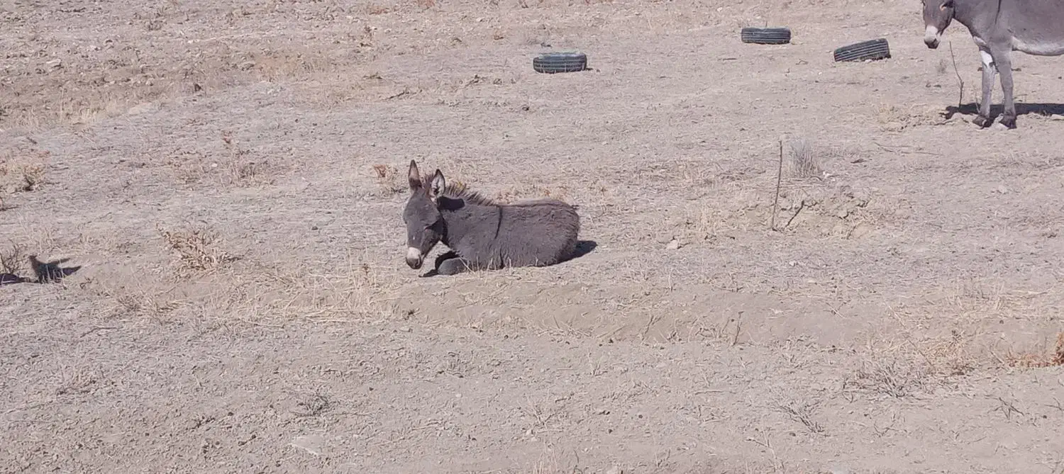 کره خر ۵ ماهه ماده|حیوانات مزرعه|شیروان (خراسان), |دیوار