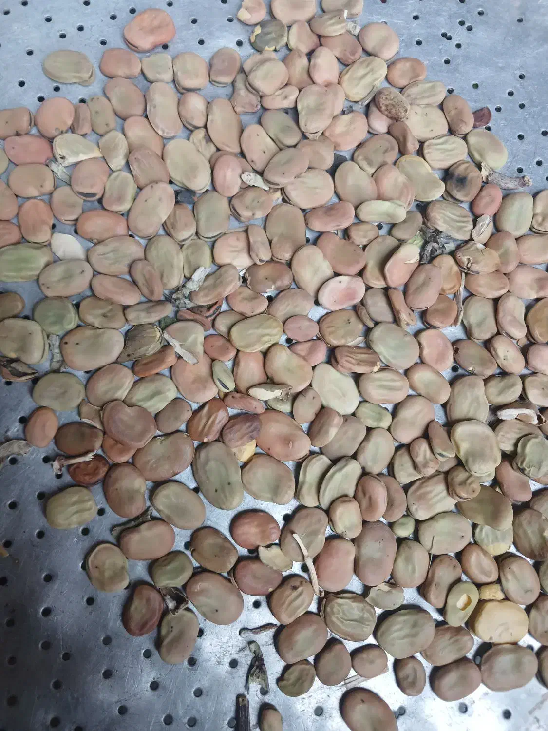 باقیه|حیوانات مزرعه|بروجرد, |دیوار