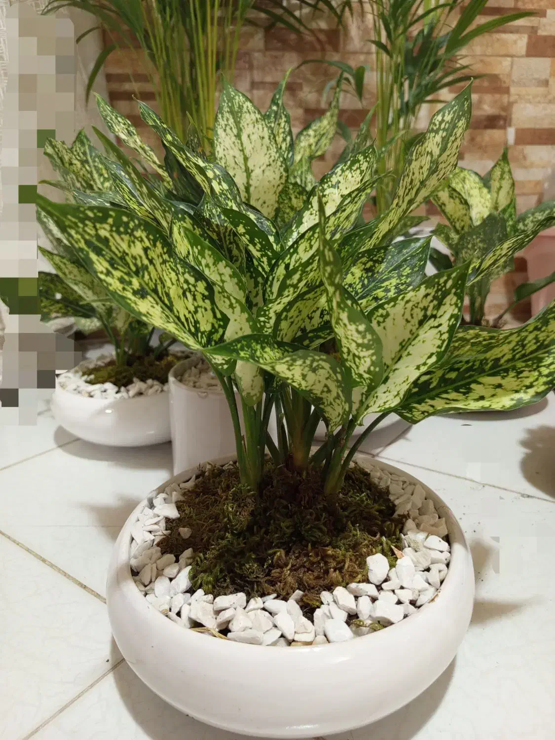 گل های خاص برا روزهای خاص. کادوی روز مادر|گل و گیاه طبیعی|فردیس, فردیس|دیوار