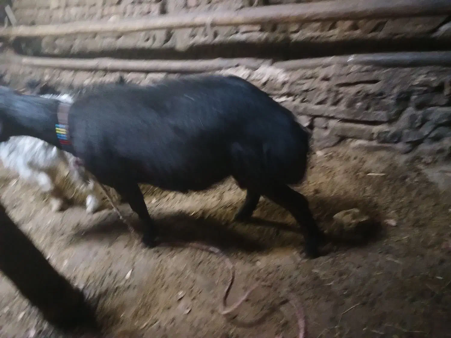 قوچ فری|حیوانات مزرعه|صوفیان, |دیوار