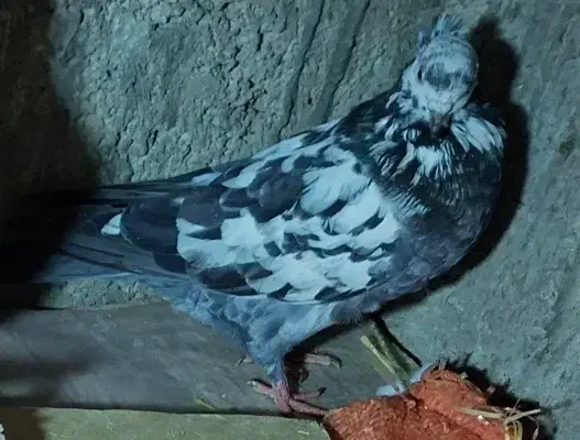 پرنده کفتر|پرنده|چرداول, |دیوار