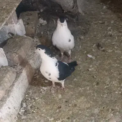 کفتر جفتگاه|پرنده|مشهد, شهید قربانی|دیوار