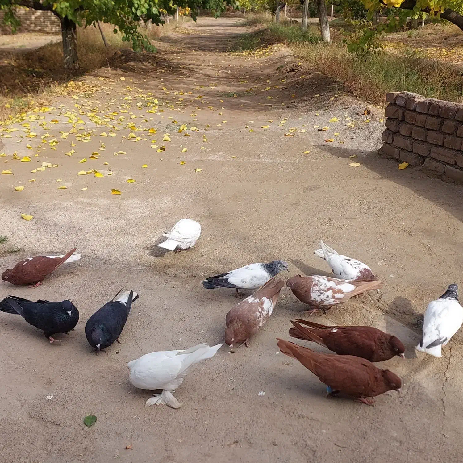 کبوتر|پرنده|مرند, |دیوار