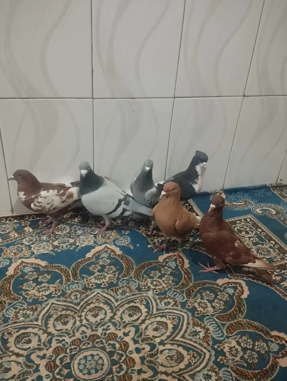 کبوتر رنگی|پرنده|پسکوه, |دیوار