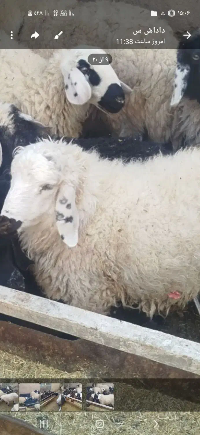 بره و بزغاله نر سبک وزن|حیوانات مزرعه|بیرجند, |دیوار