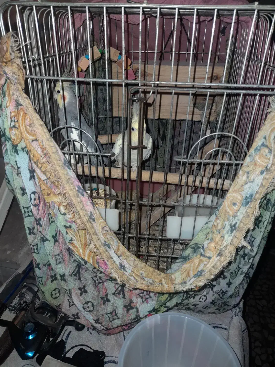 عروس هلندی|پرنده|رشت, کاکتوس|دیوار