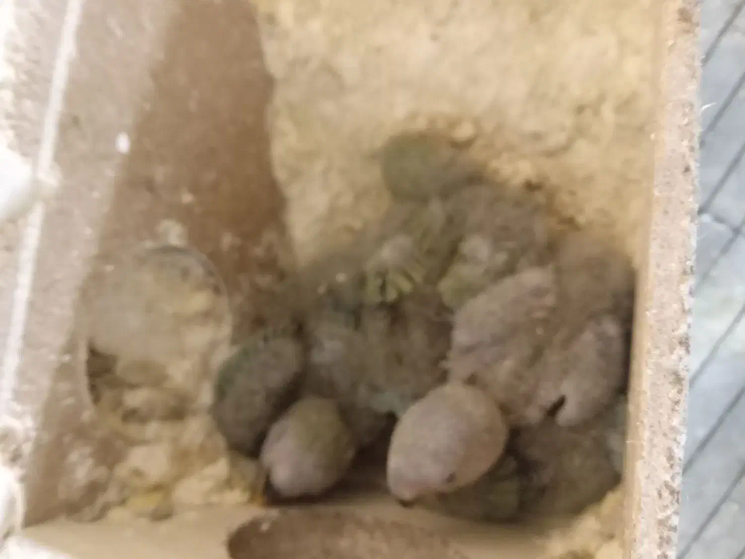 ۴تا جوجه کوتوله برزیلی سرلاکی|پرنده|اصفهان, سرچشمه|دیوار