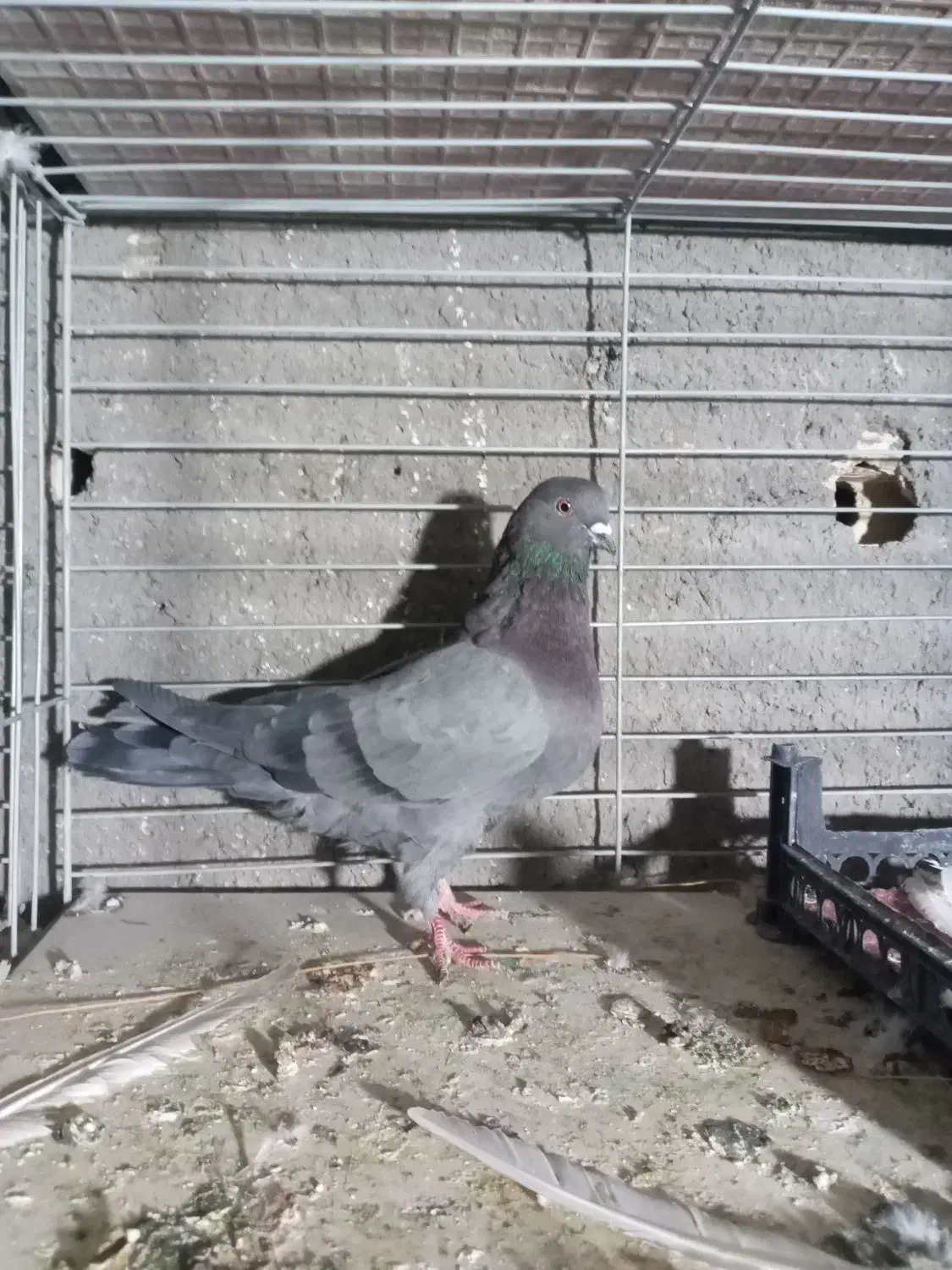 کبوتر|پرنده|اصفهان, عمان سامانی|دیوار