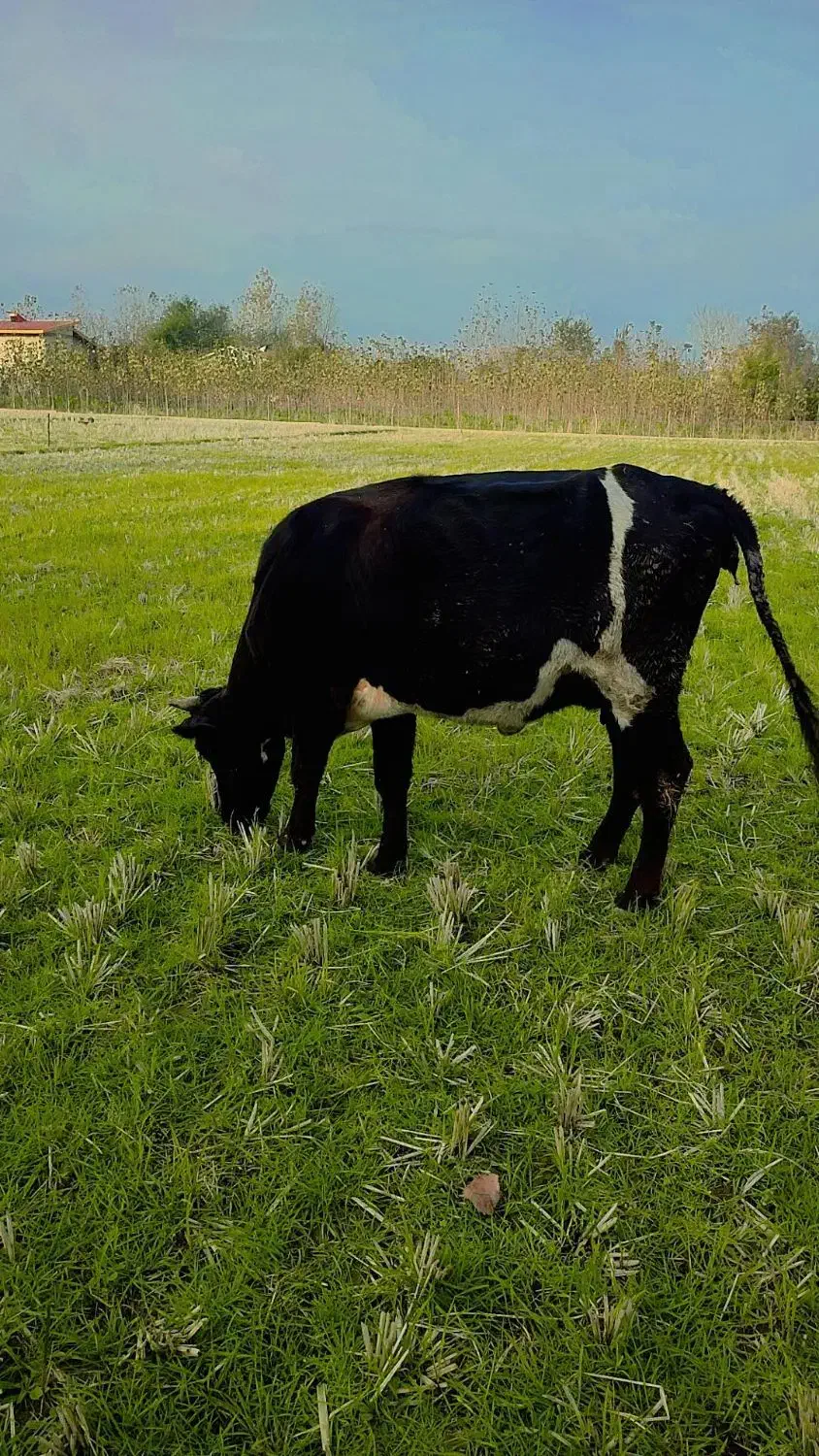 گاو|حیوانات مزرعه|تالش, طولارود|دیوار