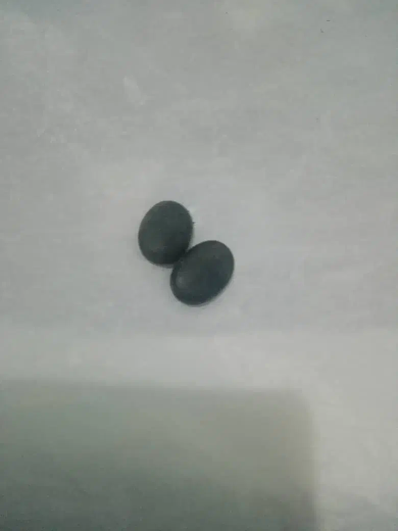 مهره های تضمینی|بدلیجات|کیش, |دیوار