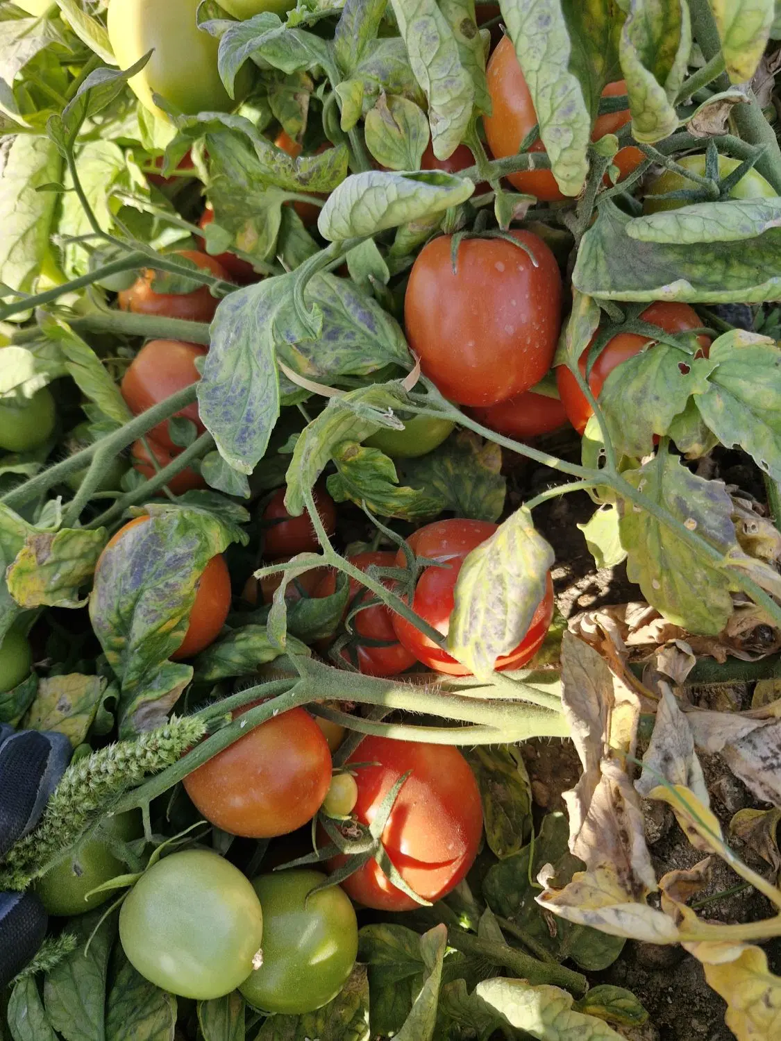 گوجه|خوردنی و آشامیدنی|کرمانشاه, |دیوار