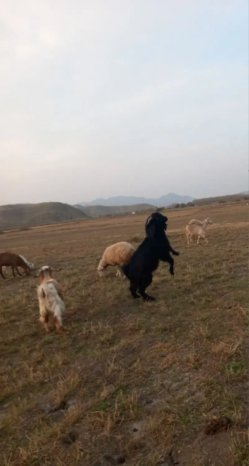 بز نر|حیوانات مزرعه|دره رود, |دیوار