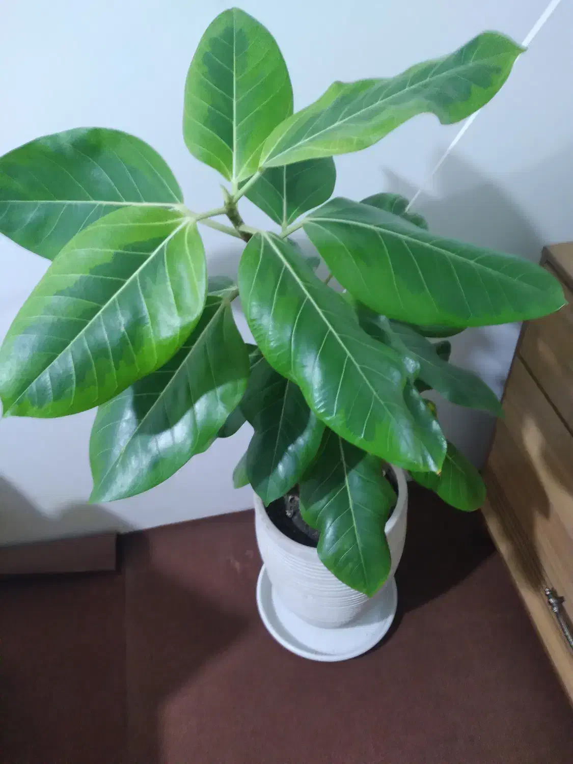 گل خانگی|گل و گیاه طبیعی|گنبد کاووس, |دیوار