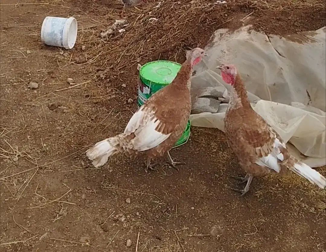 بوقلمون ماده|حیوانات مزرعه|نوشین شهر, |دیوار