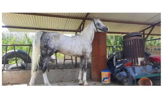 4تا اسب فروش فوری|اسب و تجهیزات اسب‌سواری|ارومیه, |دیوار