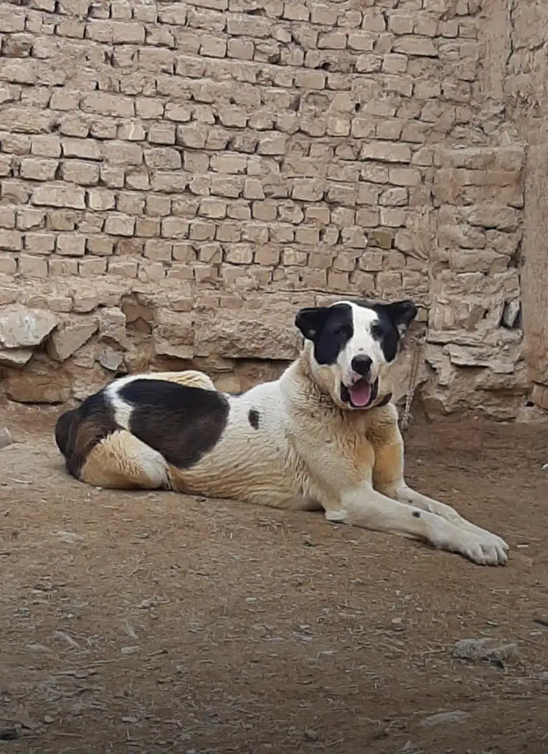 سگ افغان|سگ|معصومیه, |دیوار