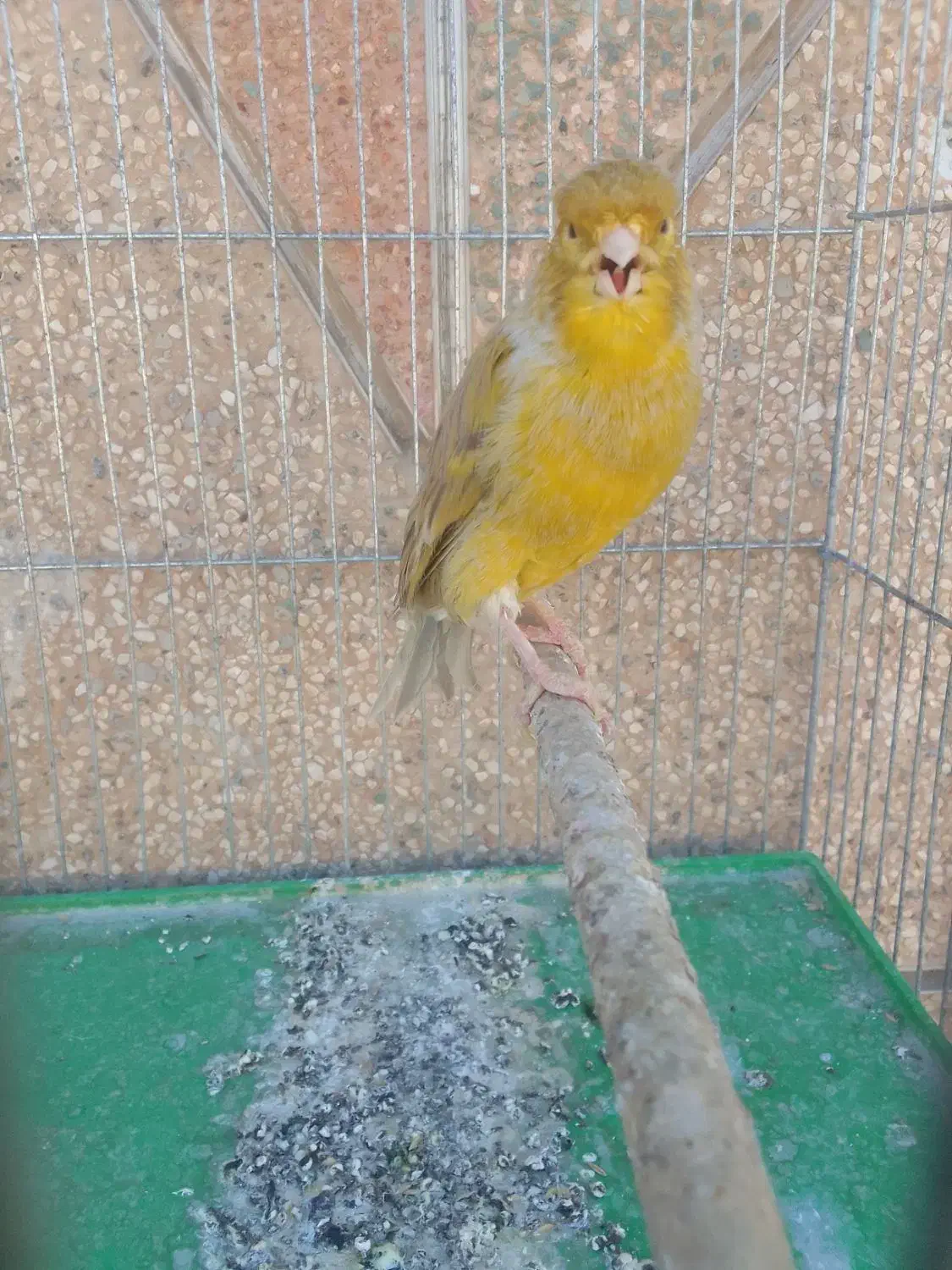 قناری دهن زن|پرنده|شیراز, کوشک میدان|دیوار