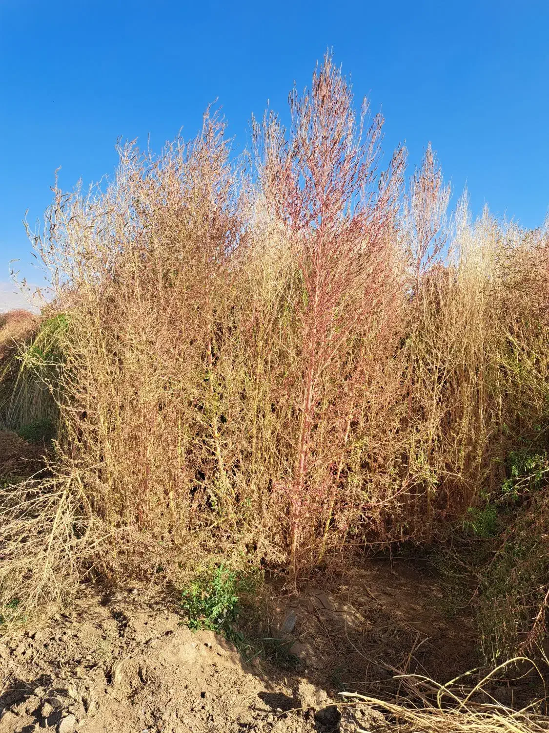 فروش جارو به صورت کلی وجزیی|لوازم نظافت|اسدآباد, |دیوار