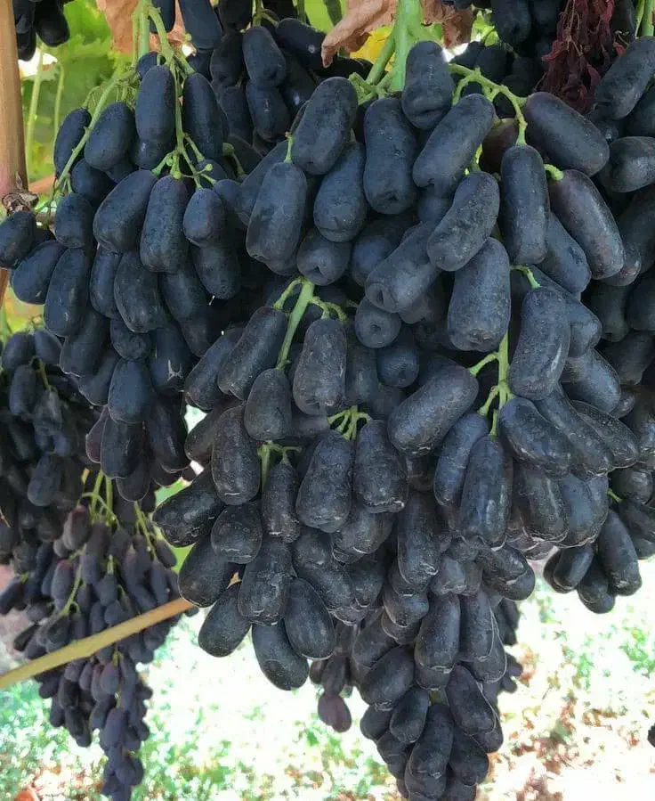 نـهـالهـای استاندارد / باردهی واقعی|خدمات باغبانی و درختکاری|کرج, کرج نو|دیوار