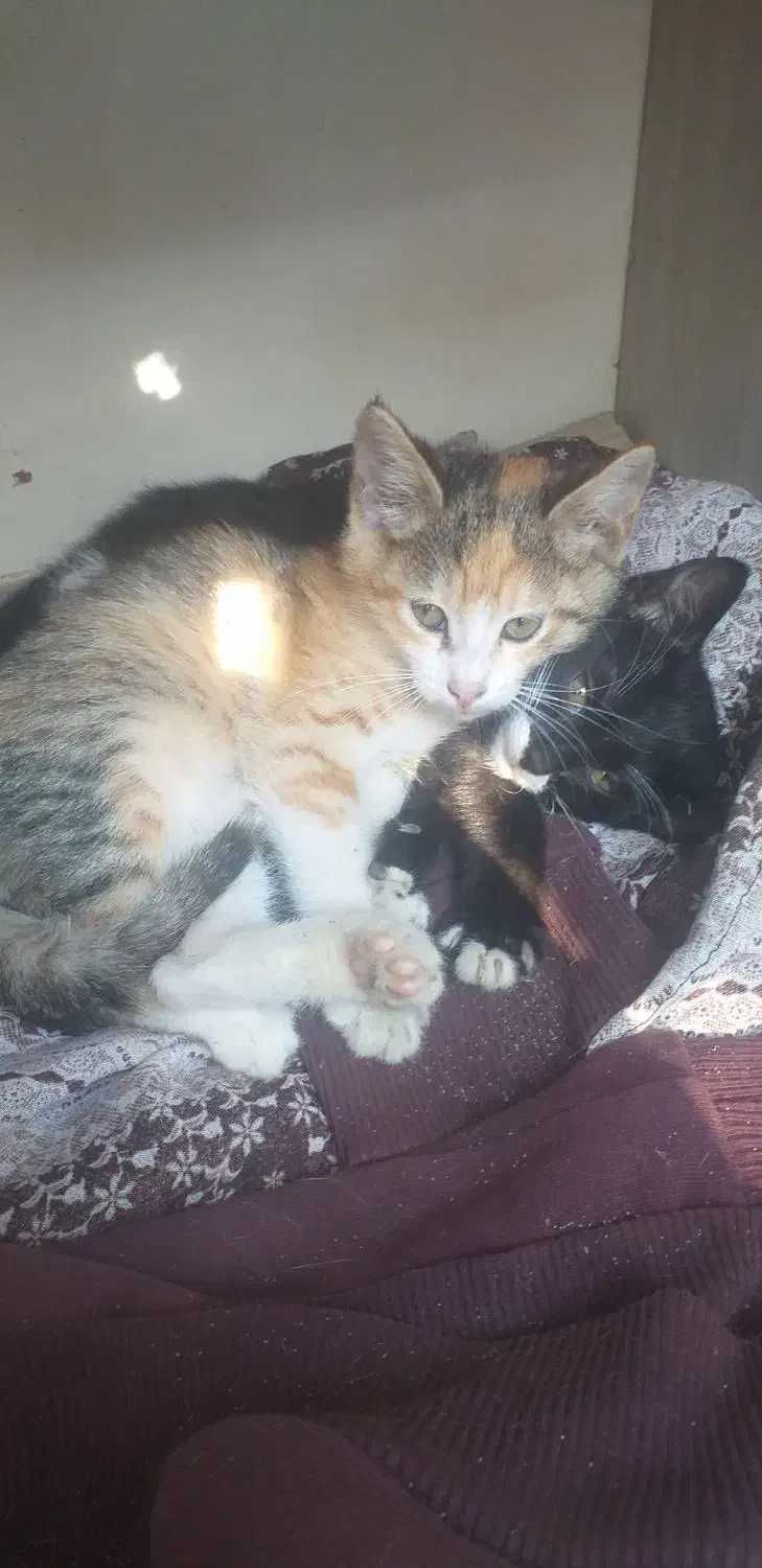 واگذاری رایگان بچه گربه|گربه|رودسر, |دیوار