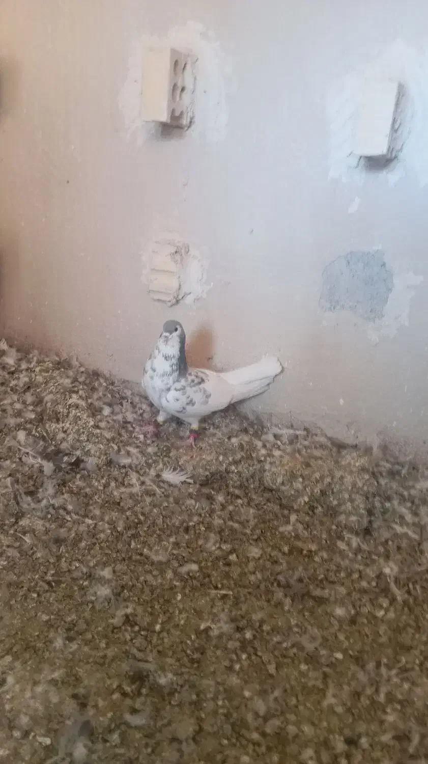 کبوتر|پرنده|جهرم, |دیوار