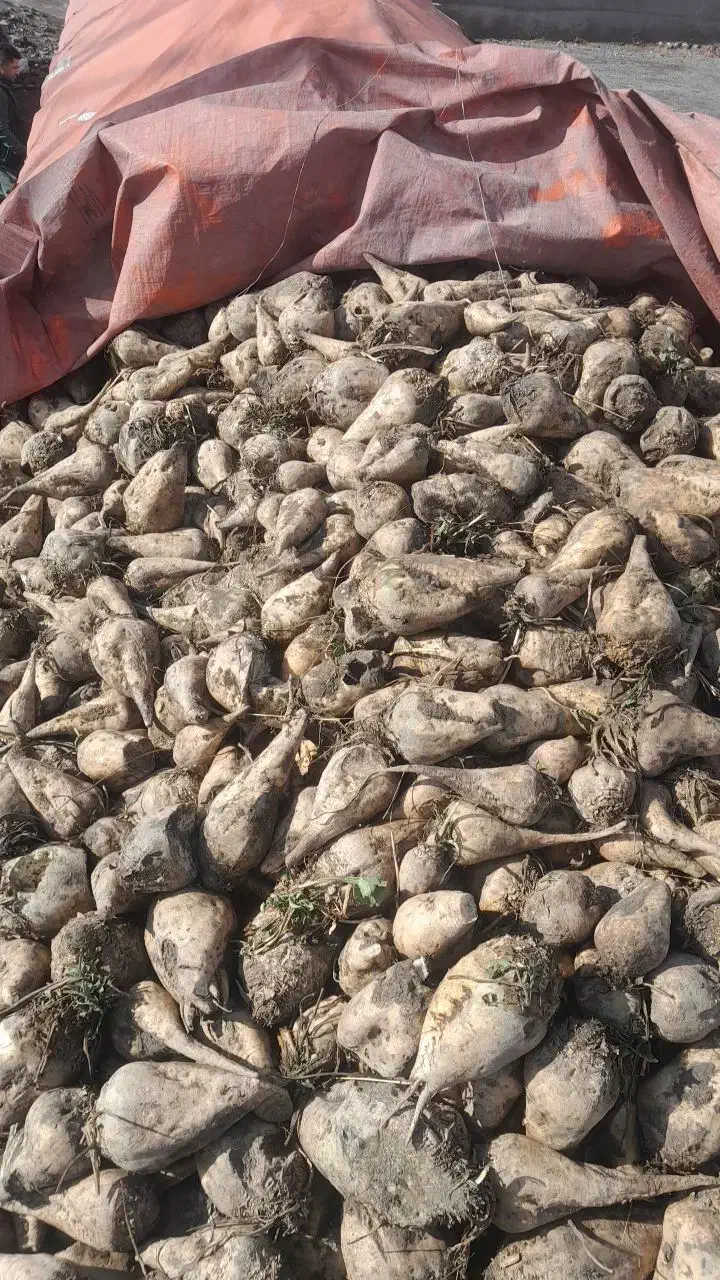 چغندر قند  دامی|حیوانات مزرعه|سربیشه, |دیوار