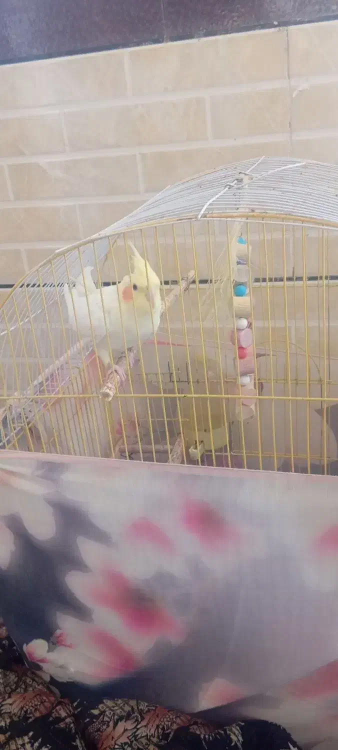 عروس هلندی جفت|پرنده|رومشکان, |دیوار