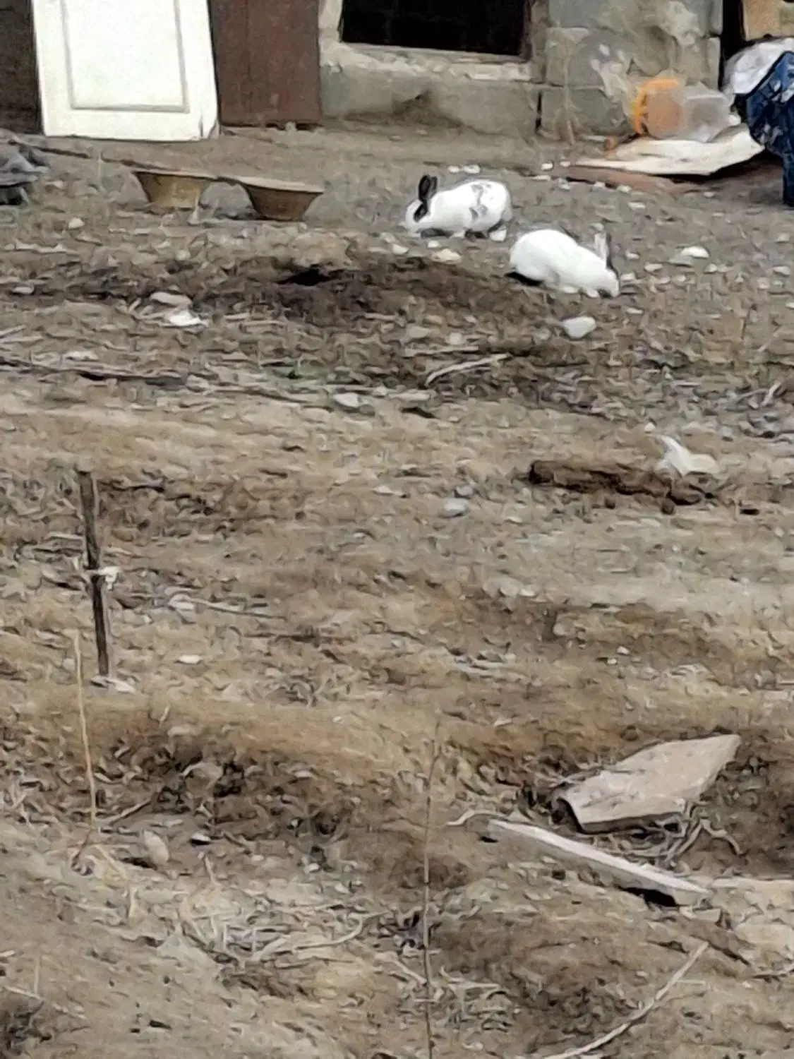 خرگوش|موش و خرگوش|تبریز, |دیوار